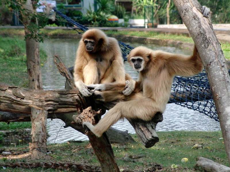 nature, animals in the wild, outdoors, plant, mammal, togetherness, hylobates lar, primacy, primate, 1080P, animal, animal family, animal wildlife, no people