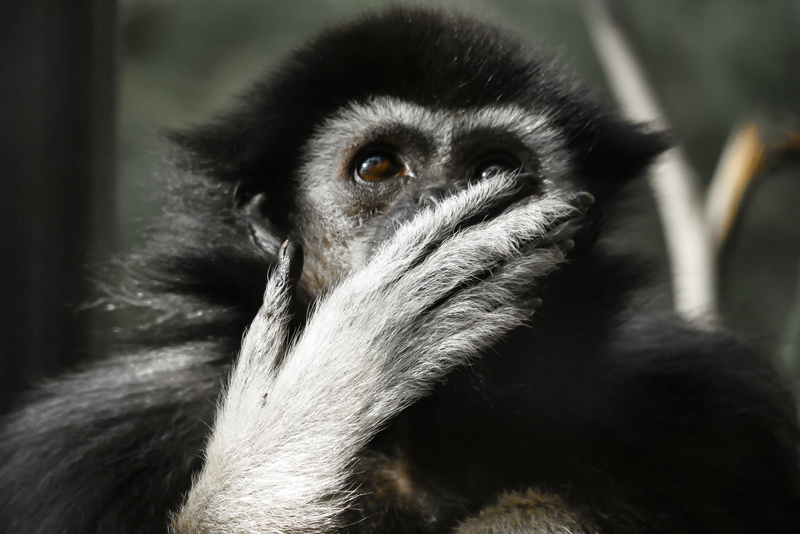 primate, monkey, animal, animal eye, black, hair, gibbon, close-up, no people, animals in the wild, wild animal, vertebrate, hairy, animal themes, 4K