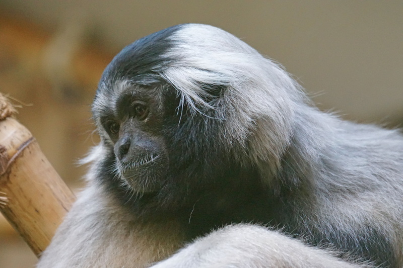 mammal, white hair, looking away, one animal, primate, 5K, close-up, looking, monkey, contemplation, vertebrate, animal wildlife, portrait, animal hair