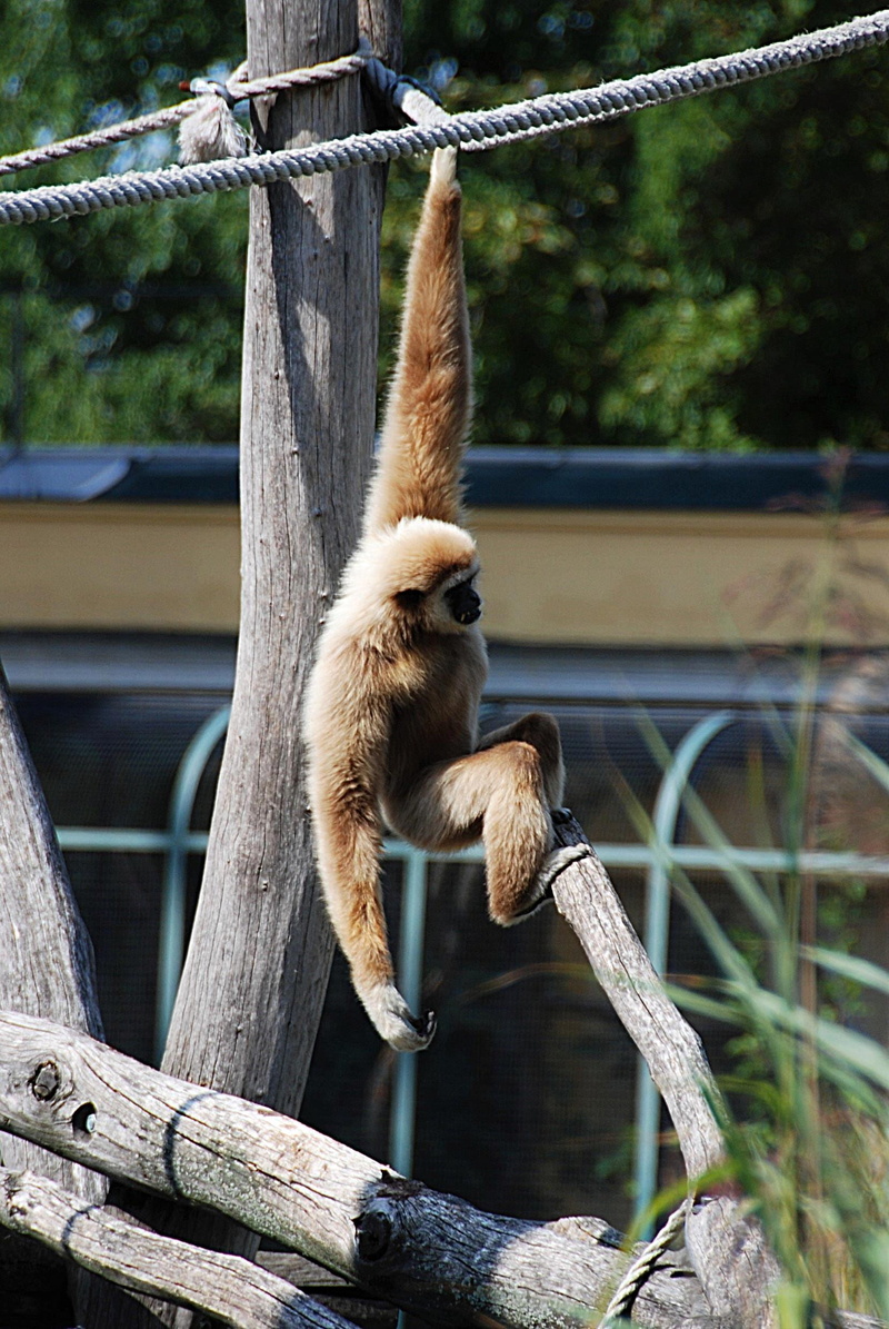 zoo, one animal, animals in the wild, no people, gibbon, care, hanging, focus on foreground, vertebrate, 1080P, plant, animal themes, wood - material
