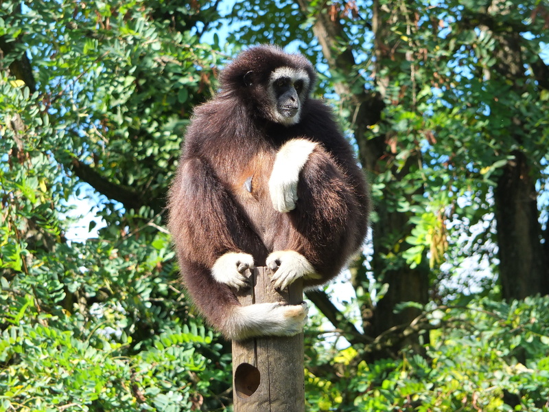gibbon, mammal, 4K, tree, low angle view, no people, forest, sitting, one animal, outdoors, animal wildlife, animal, gibbon white hands, animal themes
