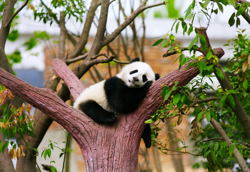 plant, giant panda, relax, animal themes, animal, Rest, one animal, herbivorous, Sleepy, day, endangered species, focus on foreground, outdoors, bamboo - plant