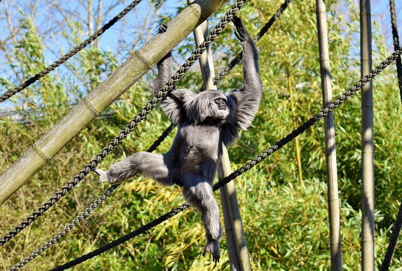 mammal, outdoors, branch, vertebrate, zoo, plant, hanging, munich, 4K, ape, day, silver, climbing, grey, endangered species, full length, javan gibbon
