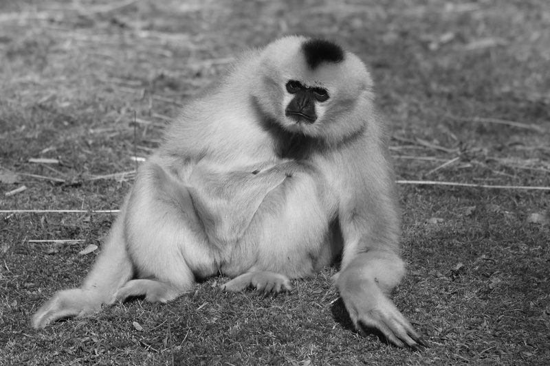 focus on foreground, animal family, no people, two animals, Gibbon, animal wildlife, Animal, day, outdoors, animal themes, primate, group of animals, baboon