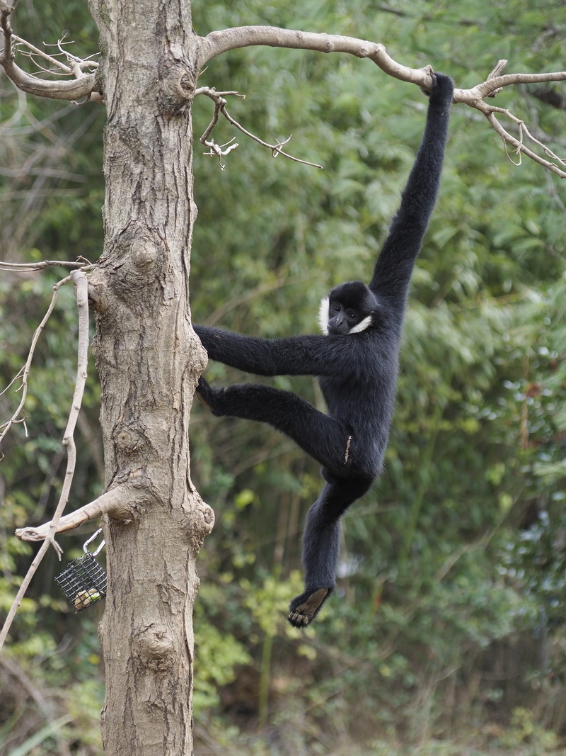 zoo, day, 4K, ape, one animal, land, mammal, primate, climbing, focus on foreground, white-cheeked gibbon, animal themes, monkey, outdoors, no people