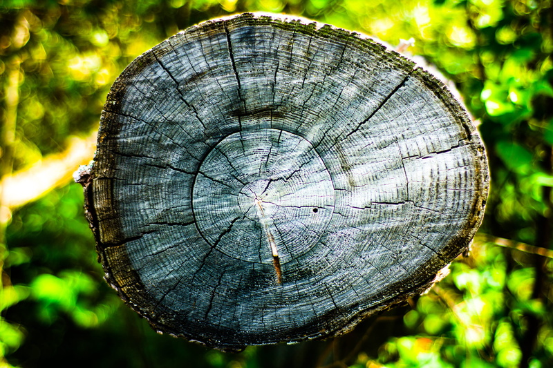 day, gibbons, life, cross section, tree stump, tree ring, plant, forest, wood - material, close-up, circle, trees, nature, textured, geometric shape, no people