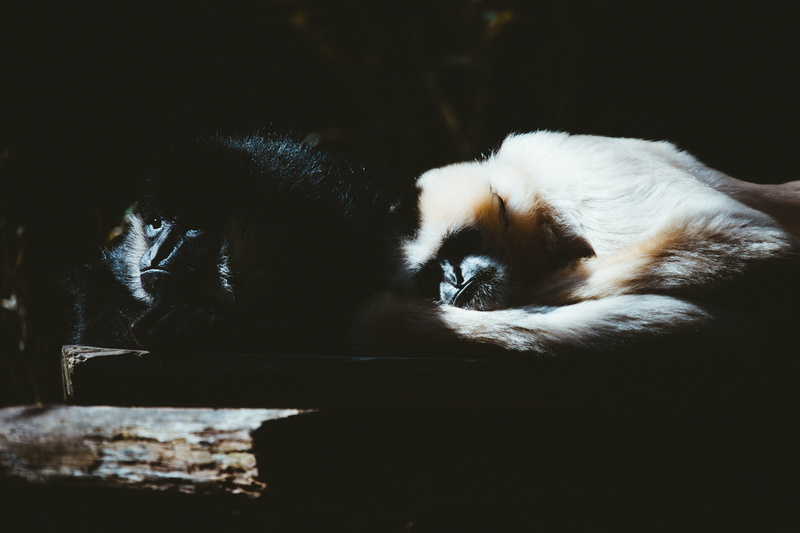 mammal, domestic animals, ape, relaxation, looking at camera, two, portrait, animal head, light, feline, animal themes, 8K, bonding, domestic, monkey