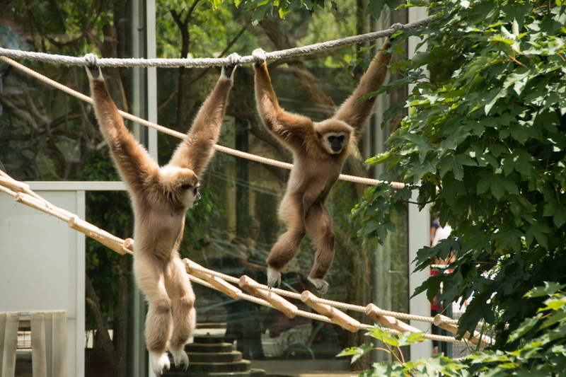 4K, branches, tree, primate, white, two, group of animals, two animals, gibbon, jungel, day, thailand, outdoors, no people, zooaufnahme, ape, asia, animal themes