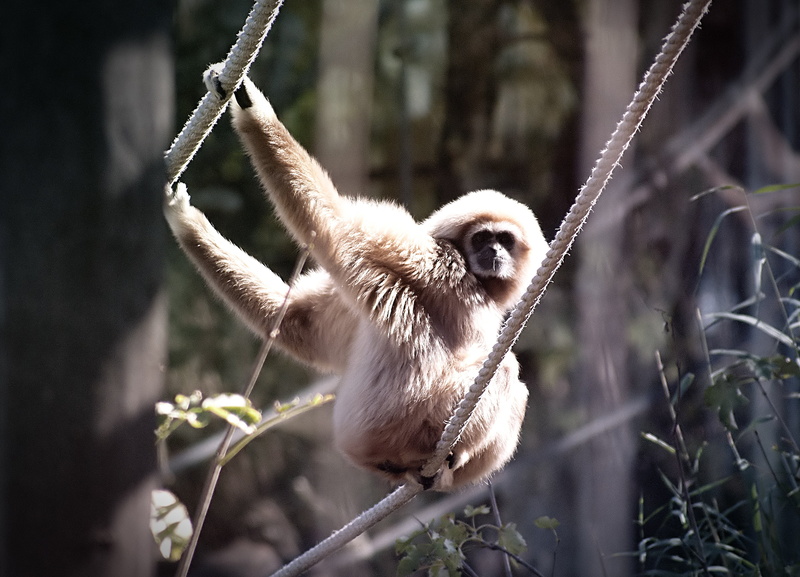 plant, ape, tree, hanging, gibbon, animal wildlife, primate, vertebrate, dry nose primacy, animals in the wild, no people, white-handed gibbon, 2K, wildlife