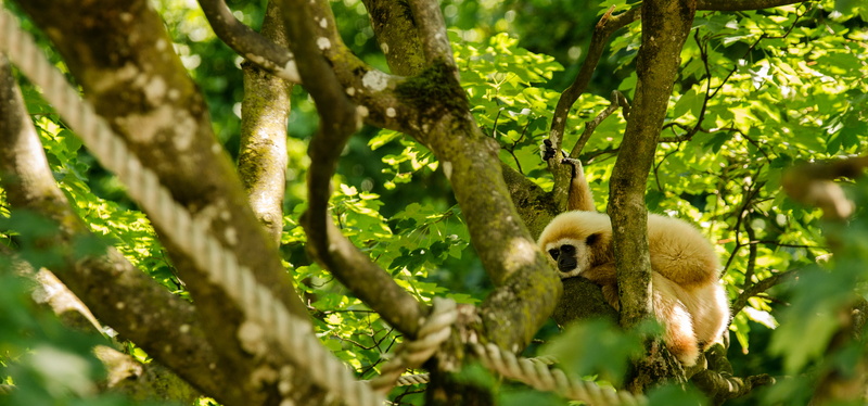 sit, gibbon, no people, relax, plant, day, monkey, animal wildlife, animals in the wild, leaf, rest, vertebrate, primate, mammal, white-handed gibbon, aesthetic