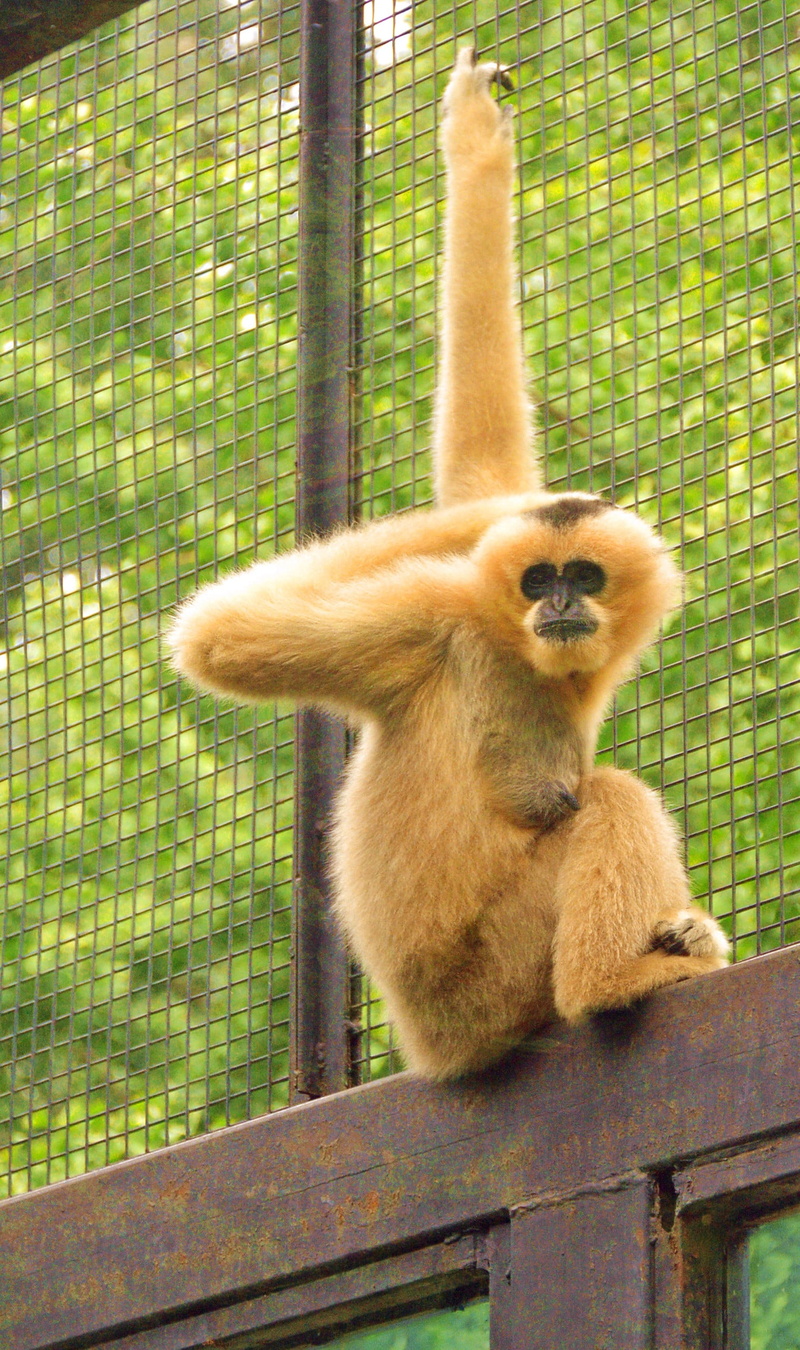animals in the wild, animal family, group of animals, zoo, primate, animal, animals in captivity, no people, mammal, vertebrate, animal wildlife, day, care