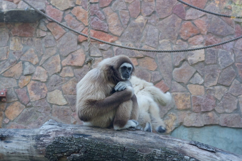 rock - object, baboon, white, monkey, outdoors, nature, vertebrate, mammal, one animal, wall, stone wall, primate, sitting, looking, day, gibbon, rock