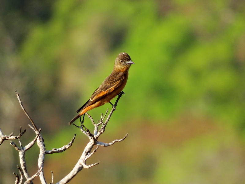 focus on foreground, beauty in nature, birds of brazil, side view, green color, 5K, profile view, nature, selective focus, perching, animals in the wild