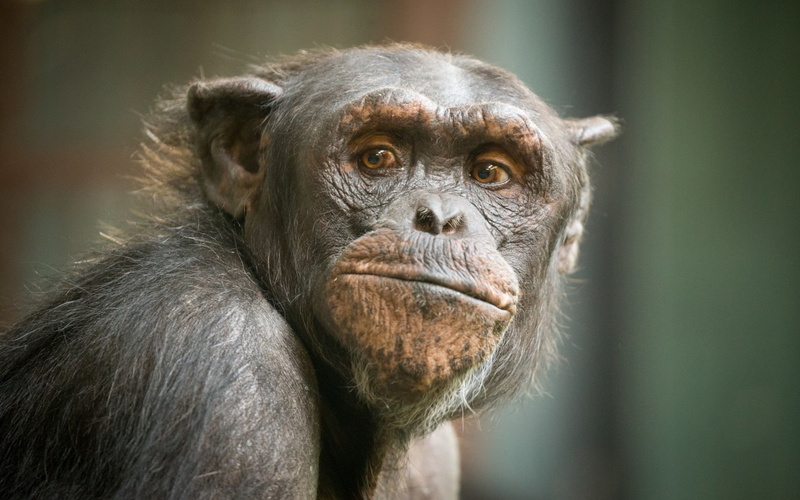 mammal, animals, 720P, no people, contemplation, ape, looking, close-up, portrait, apes, vertebrate, animal body part, day, animal wildlife, animals in the wild