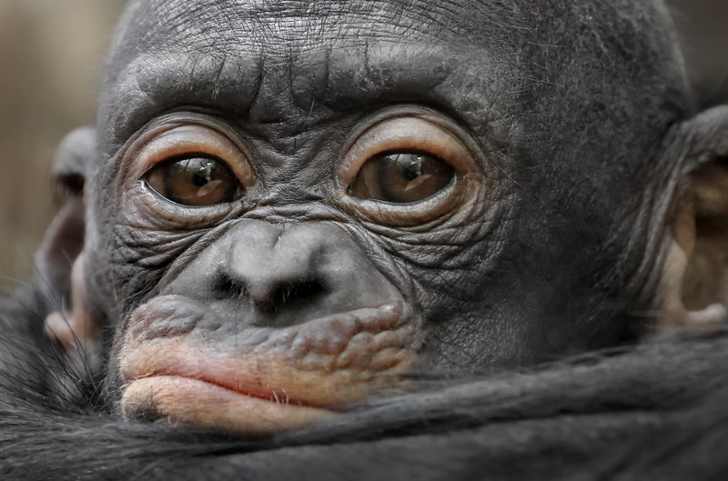 ape, vertebrate, zoo, animals in captivity, primate, focus on foreground, animal eye, mammal, animal body part, animals in the wild, animal wildlife, baby animals