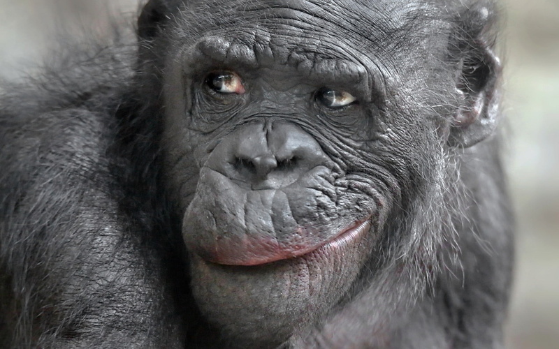 animals in the wild, endangered species, day, gorilla, looking at camera, selective focus, animal wildlife, primate, monkey, apes, ape, no people, vertebrate