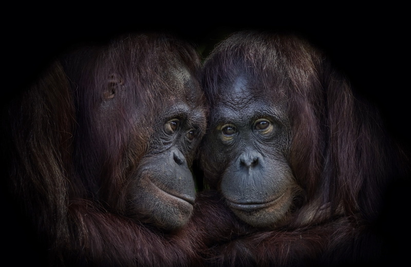 orangutans, animals, 1080P, apes