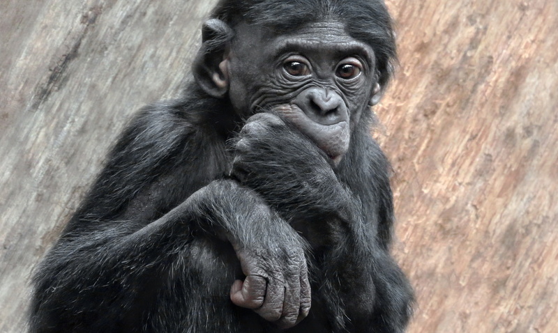 young animal, day, animal wildlife, primate, care, zoo, one animal, apes, animals in the wild, ape, animal family, mammal, close-up, people, gorilla, outdoors