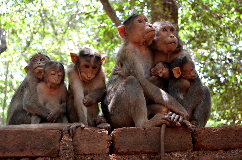 animals in the wild, day, togetherness, tree, primate, sitting, outdoors, group of animals, animals, focus on foreground, nature, young animal, animal wildlife