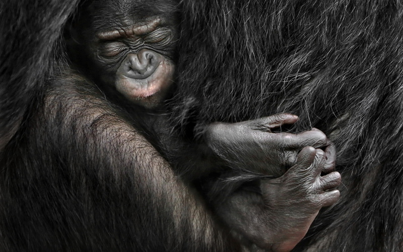 animals in the wild, animal wildlife, animals, baby animals, animals in captivity, primate, apes, vertebrate, ape, close-up, 1080P, animal family, one animal