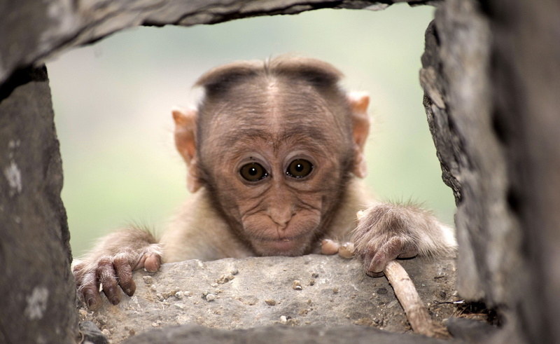 1080P, animals in the wild, young animal, tree, vertebrate, portrait, mammal, one animal, animal wildlife, close-up, primate, day, no people, looking at camera