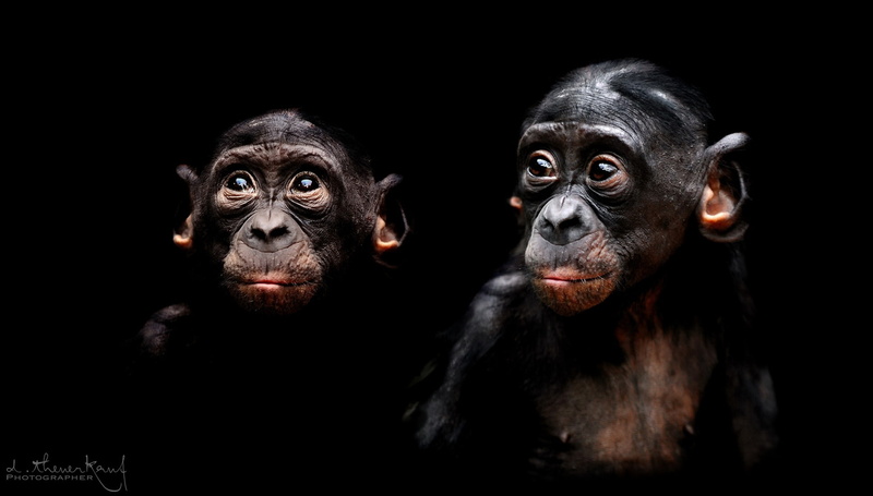 apes, animals, 1080P, dark