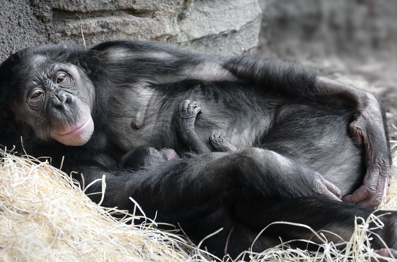 vertebrate, relaxation, sleeping, animal family, young animal, 1080P, animal wildlife, apes, animal themes, two animals, no people, monkey, Mother, zoo