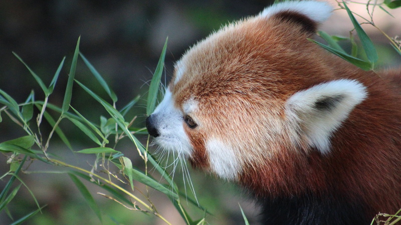 animal head, lesser panda, bear, leaf, red panda, tree, close-up, animal, 1080P, grass, vertebrate, cute, muzzle, animal themes, animal wildlife, day