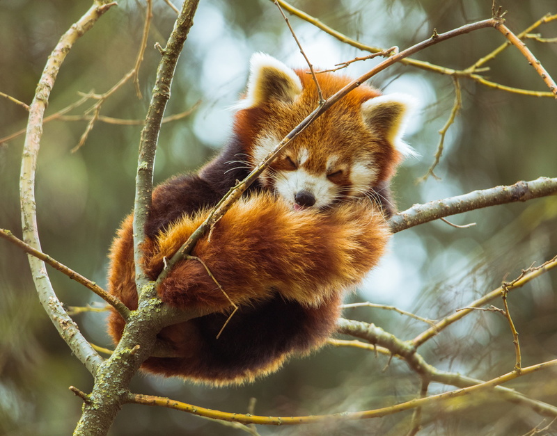 tree, animal themes, wild, brown, endangered species, red, animal photography, animal wildlife, branch, young, photo, close-up, selective focus, twig, animals in the wild