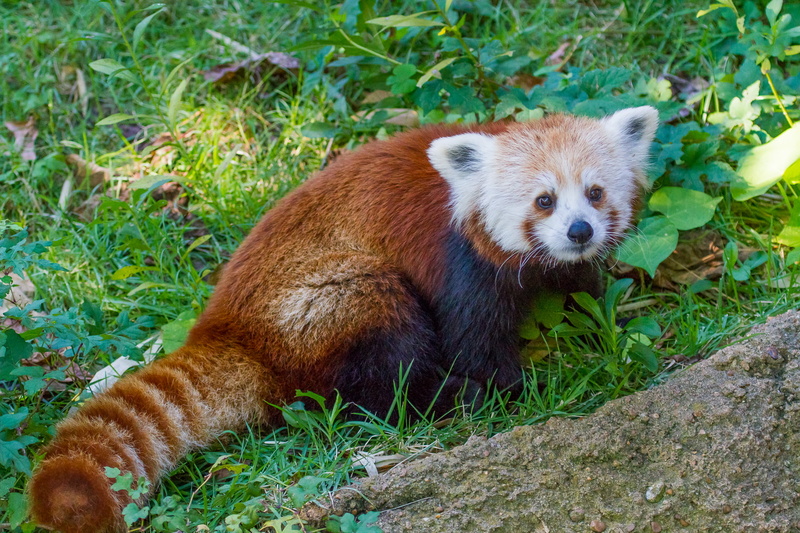 vertebrate, day, nature, wildlife, asia, claw, outdoors, looking, tree, mammal, one Animal, relaxation, large, plant, field, striped, forest, fur, bear