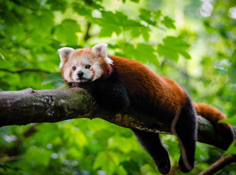 Leaves, animal themes, day, leaf, RedBearCat, Panda, branch, mammal, red, animal wildlife, outdoors, RedCatBear, Wild, Animals, Nature, plant, LesserPanda