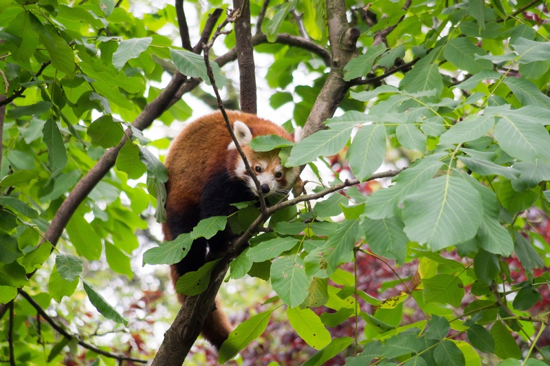 safari, natural park, animal wildlife, 2K, nature, growth, animal themes, animals, lesser panda, fauna, zoo, asia, branch, one animal, plant part, outdoors