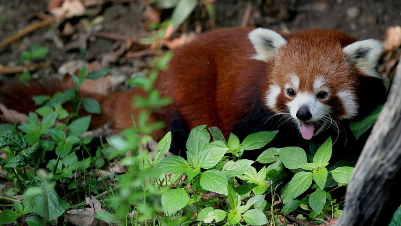 animal themes, whisker, vertebrate, plant part, nature, leaf, bamboo - plant, animal head, mammal, day, plant, panda - animal, red panda, lesser panda