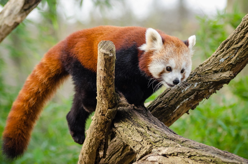 panda - animal, lesser panda, nature, 4K, branch, outdoors, black, tree branches, plant, animal hair, wildlife, mammal, one animal, no people, animals in the wild