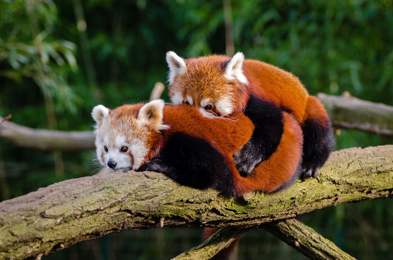 tree, relaxation, mammal, animal themes, one animal, zoo, nature, outdoors, cute, animal, fur, panda - animal, red, cuddle, environment, wood, animals in captivity