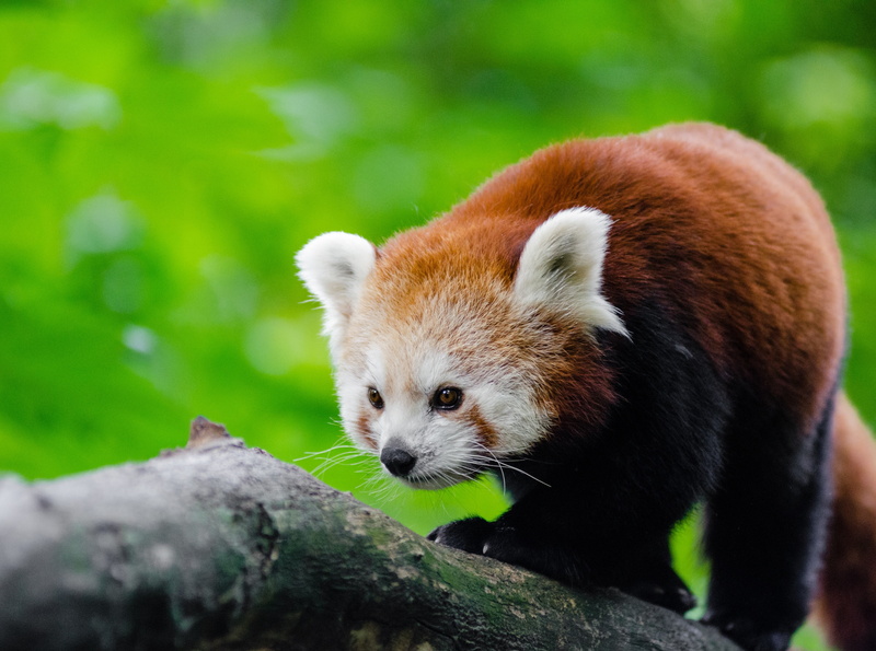 4K, Leaves, Tree, habitat, wood - material, Animals, no people, animals in the wild, Outdoor, Wild, mammal, Panda, RedPanda, red panda, Lesser, outdoors