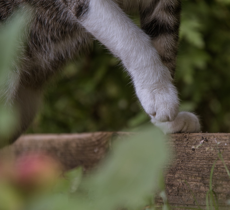 day, animal head, paw, domestic, pets, fox, one animal, 2K, feline, nature, domestic cat, badger, animal body part, mammal, close-up, siamese, vertebrate