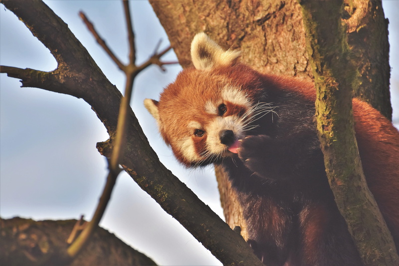 plant, endangered, lesser panda, day, Panda, no people, close-up, zoo, animal wildlife, focus on foreground, red panda, one animal, animal, vertebrate