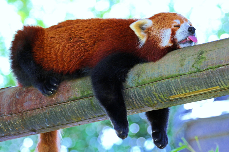 brown, panda - animal, Branch, animal themes, Sleep, whisker, animals in the wild, animals in captivity, zoo, Panda, 5K, focus on foreground, vertebrate