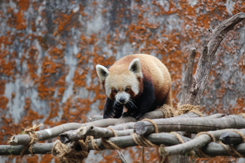 forest, environment, day, 5K, wildlife, zoo, vertebrate, mammal, one animal, nature, fur, bear, animals In The Wild, animal themes, cute, wood, branch
