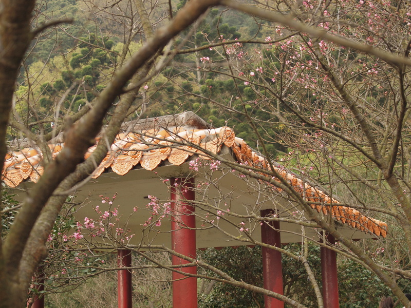 reptile, bear, nature, tree, branch, plant part, zoo, plant, safety, outdoors, tree trunk, panther, beauty in nature, architecture, leopard, leaf, protection