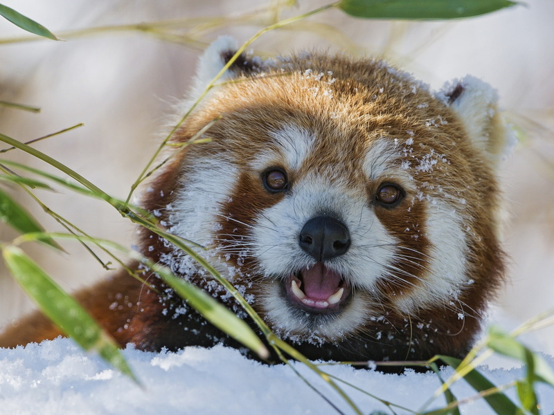 lesser, red, 1080P, grass, panda