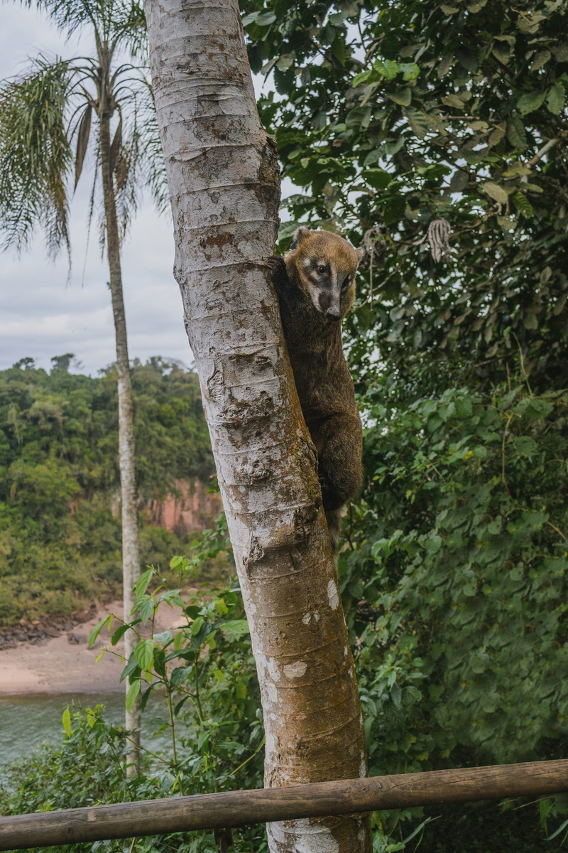 animal, nature, growth, vegetation, branch, tree trunk, animals in the wild, wildlife, day, no people, climbing, lesser panda, climb, bear, looking at camera