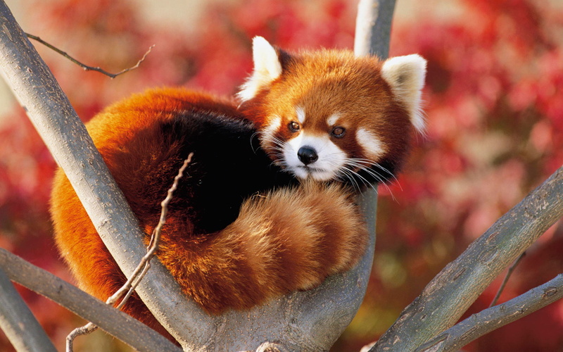 looking, day, red, animal wildlife, animal themes, animals in the wild, animals in captivity, outdoors, close-up, Panda, nature, mammal, whisker, red panda