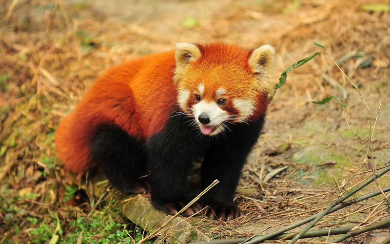 animal themes, hd, whisker, land, nature, portrait, animal wildlife, bamboo - plant, field, looking, red panda, mammal, panda, 1080P, focus on foreground