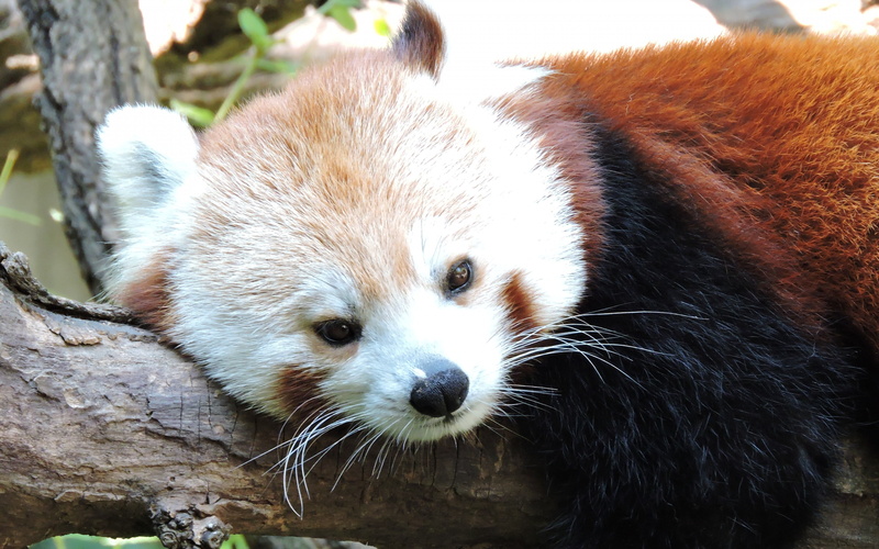 lies, 4K, muzzle, red panda, lesser panda backgrounds, Download 3840x2400 red panda
