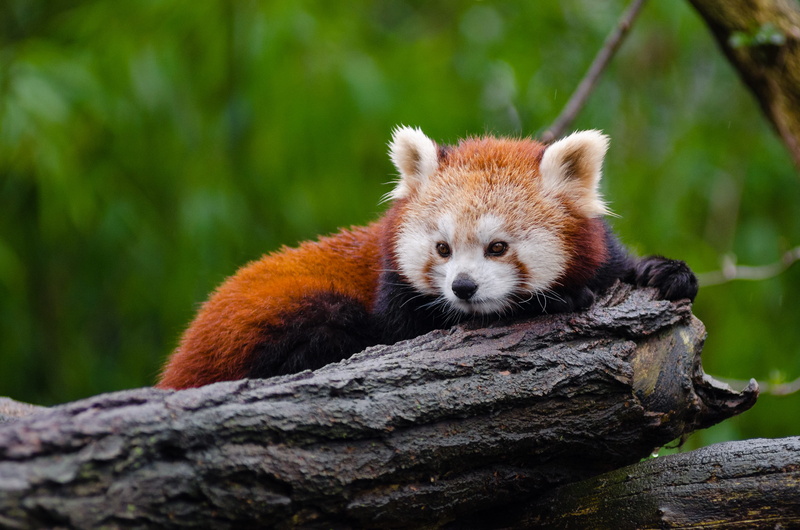tree trunks, cute, environment, wood, one animal, panda, animals in the wild, looking, logs, lesser panda, endangered, close-up, relaxation, whisker, 4K