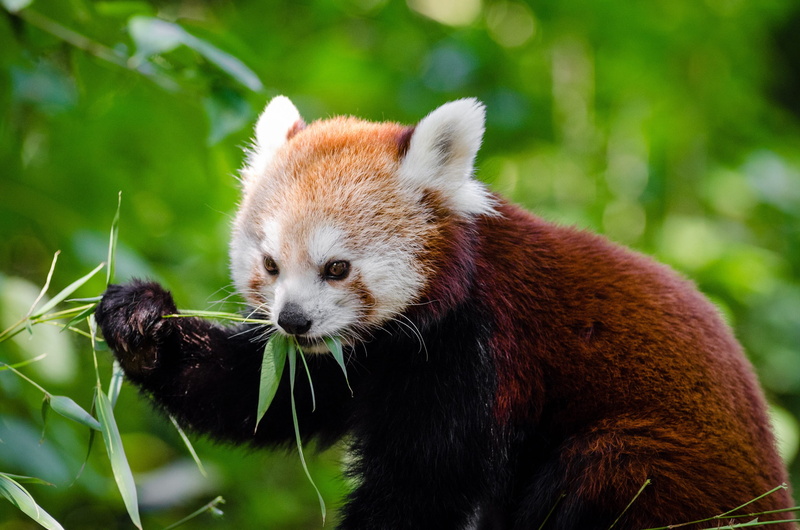 animal themes, leaf, red panda, cute, animal, attentive, lesser panda, animal head, red cat-bear, red, 2K, animals in the wild, red bear-cat, zoo, panda - animal
