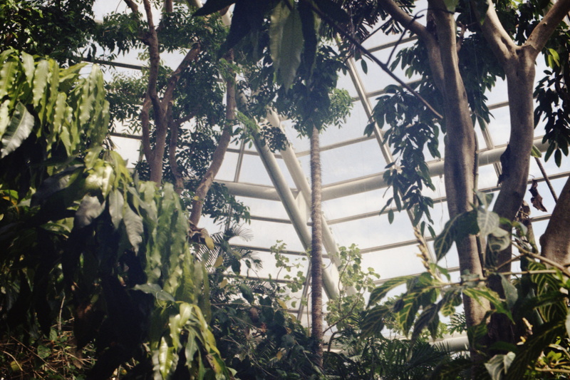 garden, agriculture, no people, animal, wildlife, low angle view, 8K, sloth, slate, arbour, tree, branch, patio, beauty in nature, inside, tropical climate