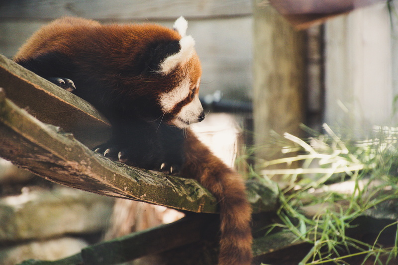 fur, animal, red panda, no people, tree, grass, lesser panda, outdoors, day, wild, domestic cat, animal wildlife, wood, shallow, focus, vertebrate, focus on foreground